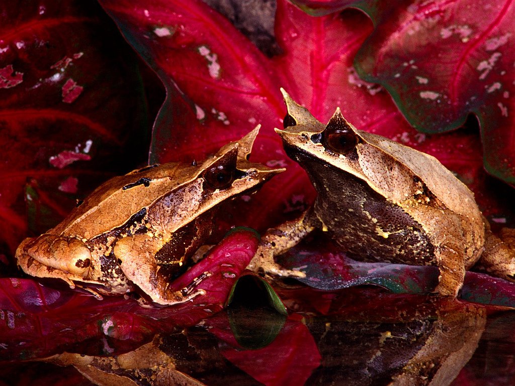 Malaysian Leaf Frog